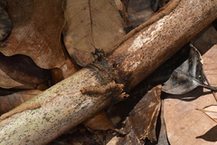 Polyrhachis abdominalis