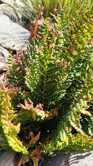 Polystichum orbiculatum
