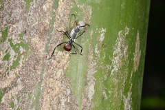 Polyrhachis abdominalis