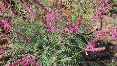 Onobrychis megataphros