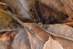 Polyrhachis abdominalis