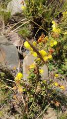 Calceolaria parviflora
