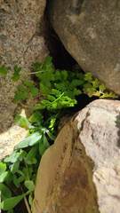 Woodsia montevidensis