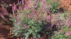 Onobrychis megataphros