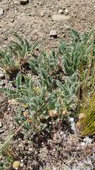 Astragalus arequipensis