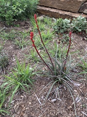 Hesperaloe