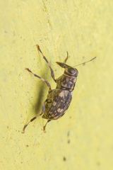 Litocerus