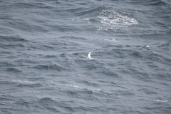 Larus hyperboreus
