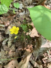 Oxalis colorea