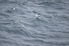 Larus hyperboreus