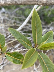 Cordia rickseckeri