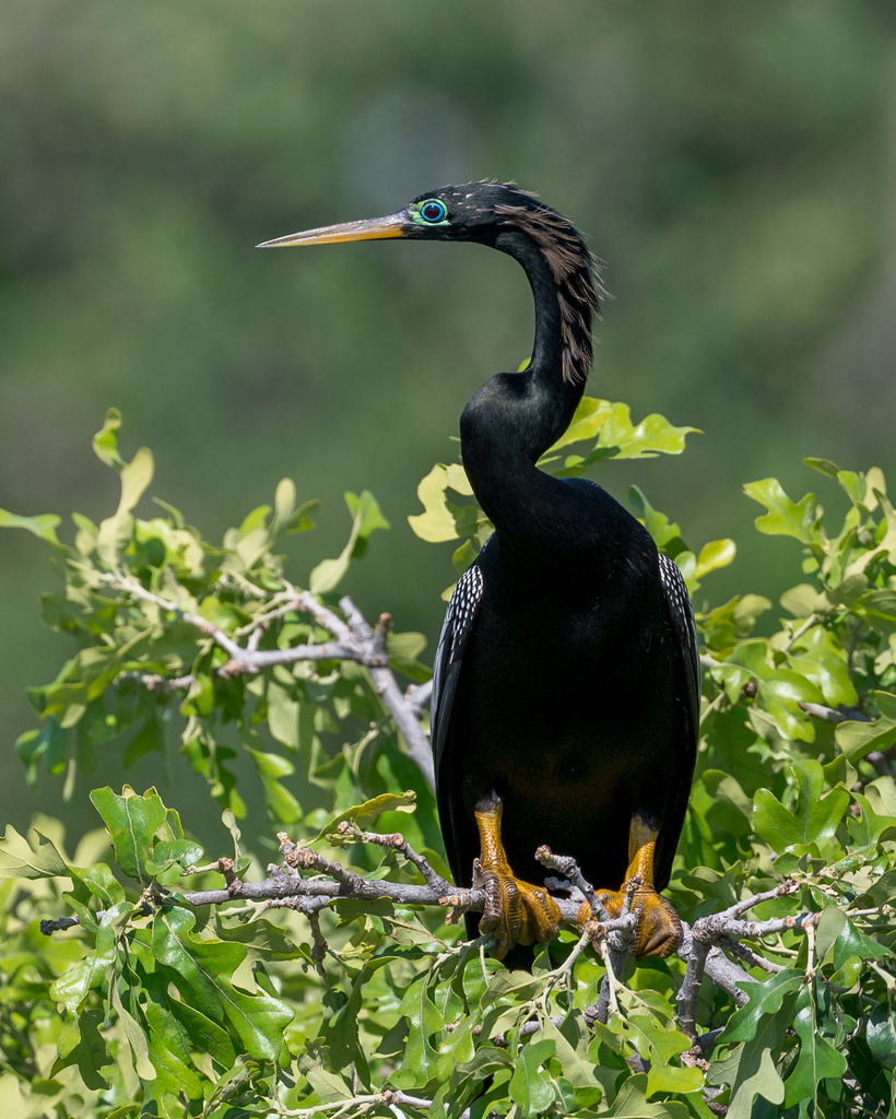 South American Anhinga