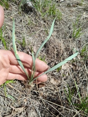 Allium strictum