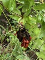 Ruhmeskrone (Gloriosa superba): Herkunft und Verwendung — Foto 2