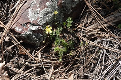 Potentilla subviscosa
