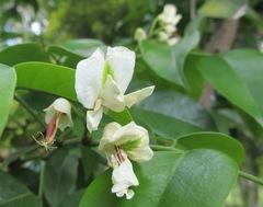 Craibia zimmermannii