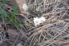 Lewisia brachycalyx
