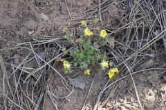 Potentilla subviscosa