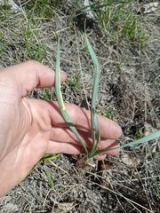 Allium strictum