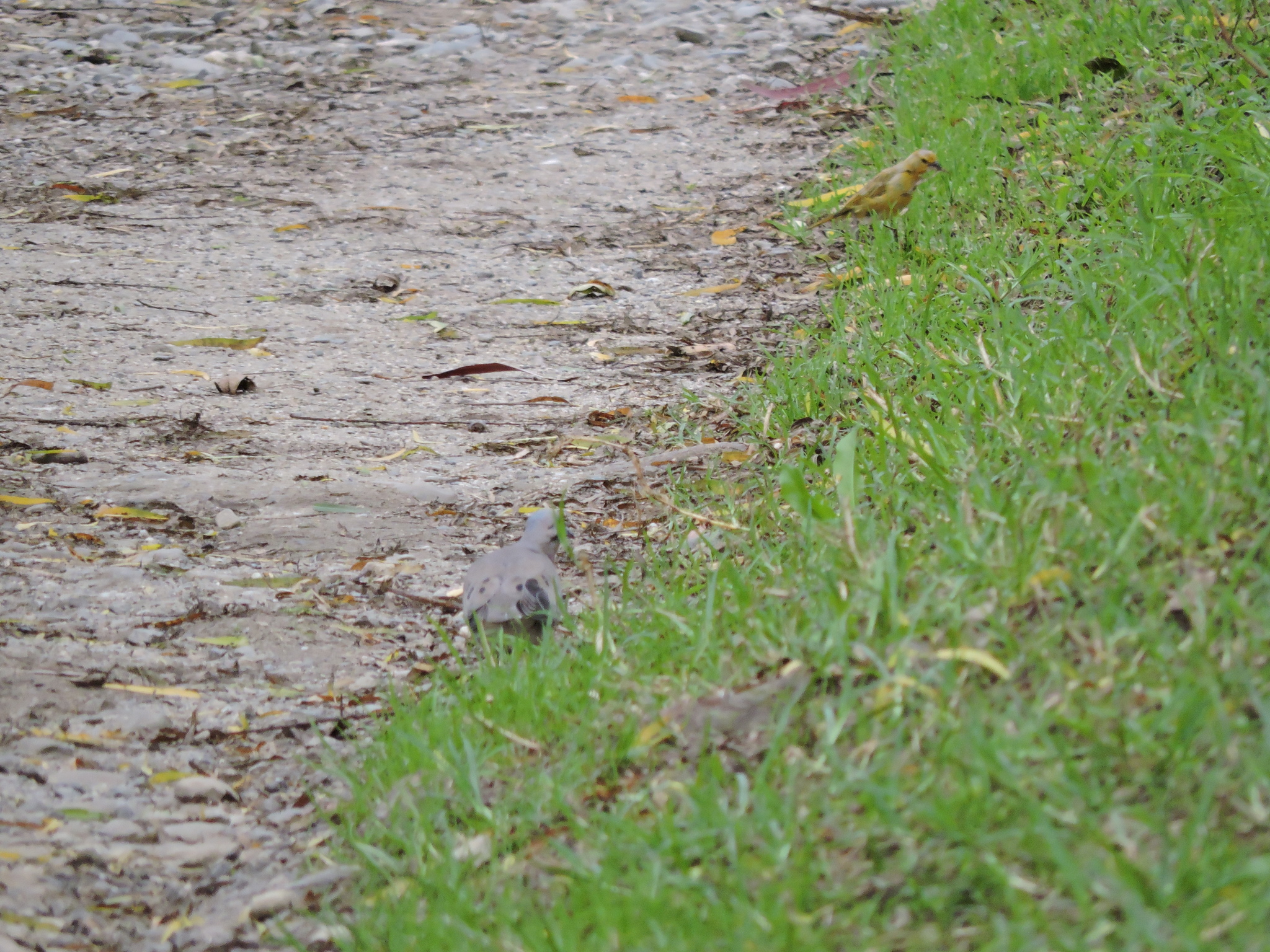 Columbidae image