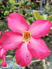 Neriinae