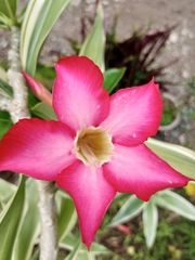 Neriinae