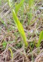 Platanthera praeclara