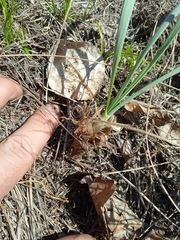 Allium strictum