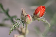 Sphaeralcea laciniata