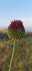 Allium phanerantherum