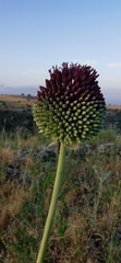 Allium phanerantherum
