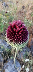Allium phanerantherum