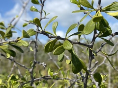 Sideroxylon celastrinum
