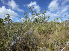Sideroxylon celastrinum