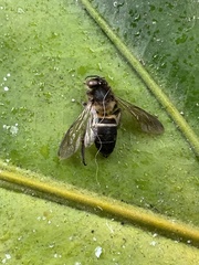 Apis dorsata breviligula