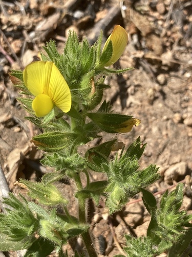 Ononis pubescens (Ononis pubescens)