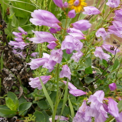 Penstemon barrettiae