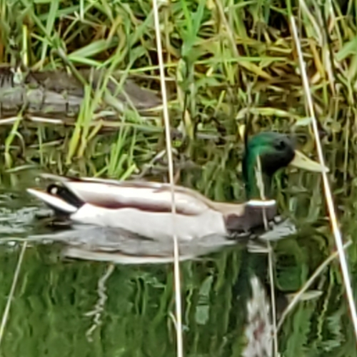 Mallard photographed in Washington