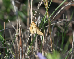 Diastictis