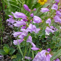 Penstemon barrettiae