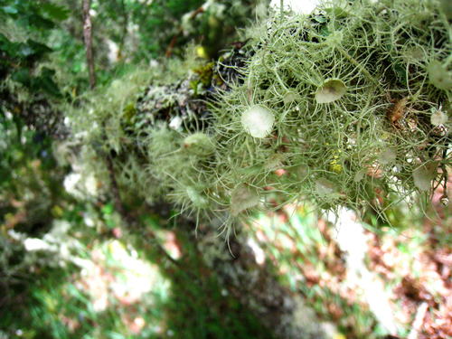 Usnea florida image
