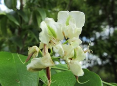 Craibia zimmermannii