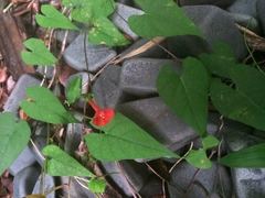 Ipomoea indivisa