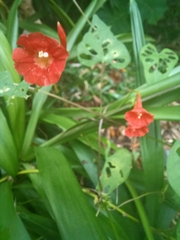 Ipomoea indivisa