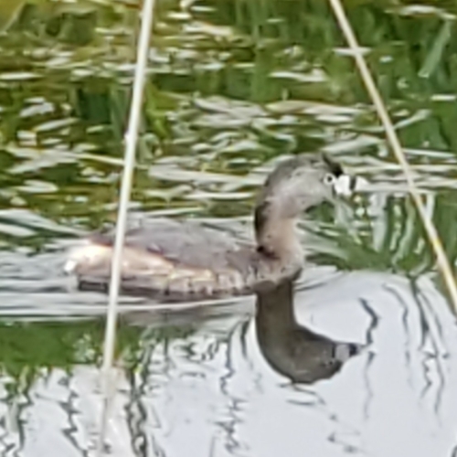 Zampullín picogrueso (Podilymbus podiceps)