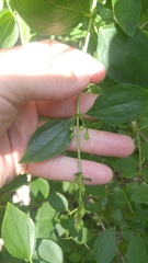 Philadelphus lewisii