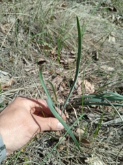 Allium strictum