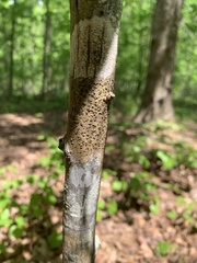 Bathelium carolinianum