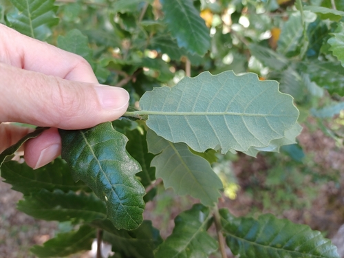 Portuguese oak