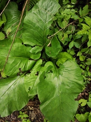 Cardiocrinum cathayanum